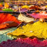 【荻窪の名園】大田黒公園 〜紅葉とライトアップで楽しむ幻想的な秋の夜〜