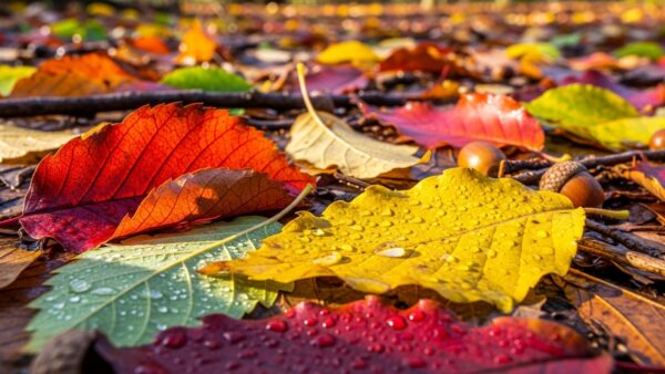 【荻窪の名園】大田黒公園 〜紅葉とライトアップで楽しむ幻想的な秋の夜〜