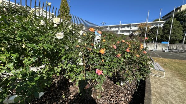 【高井戸の地域情報】杉並清掃工場の「裏側」！アンネのバラと地域の活力を発見