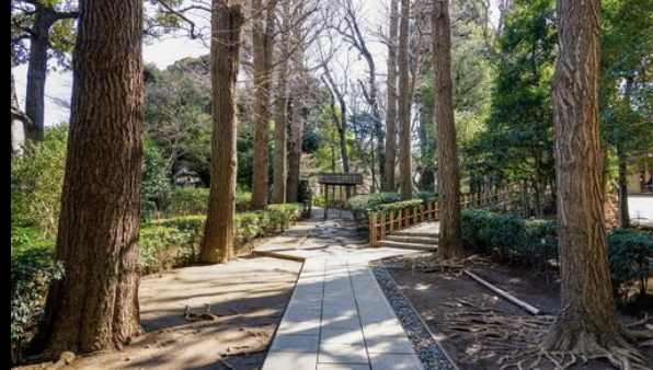 荻窪の隠れ名所!大田黒公園で2月の「小さな春」と温活を楽しむ散歩術